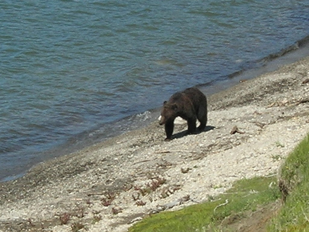 Scaled image 0517_black_bear.jpg 