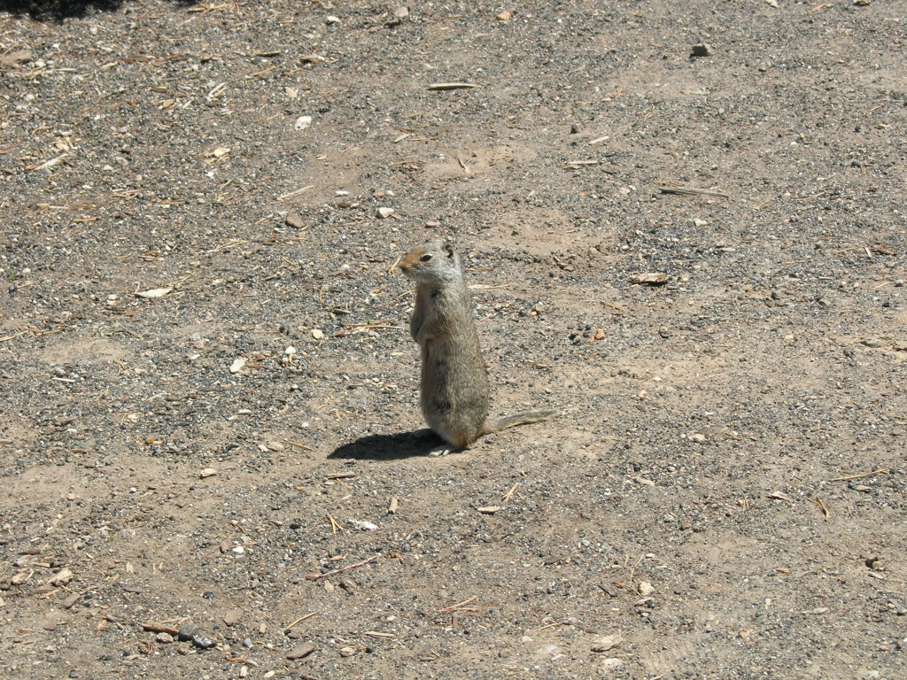 Scaled image 0518_gopher_(Erdhörnchen).jpg 