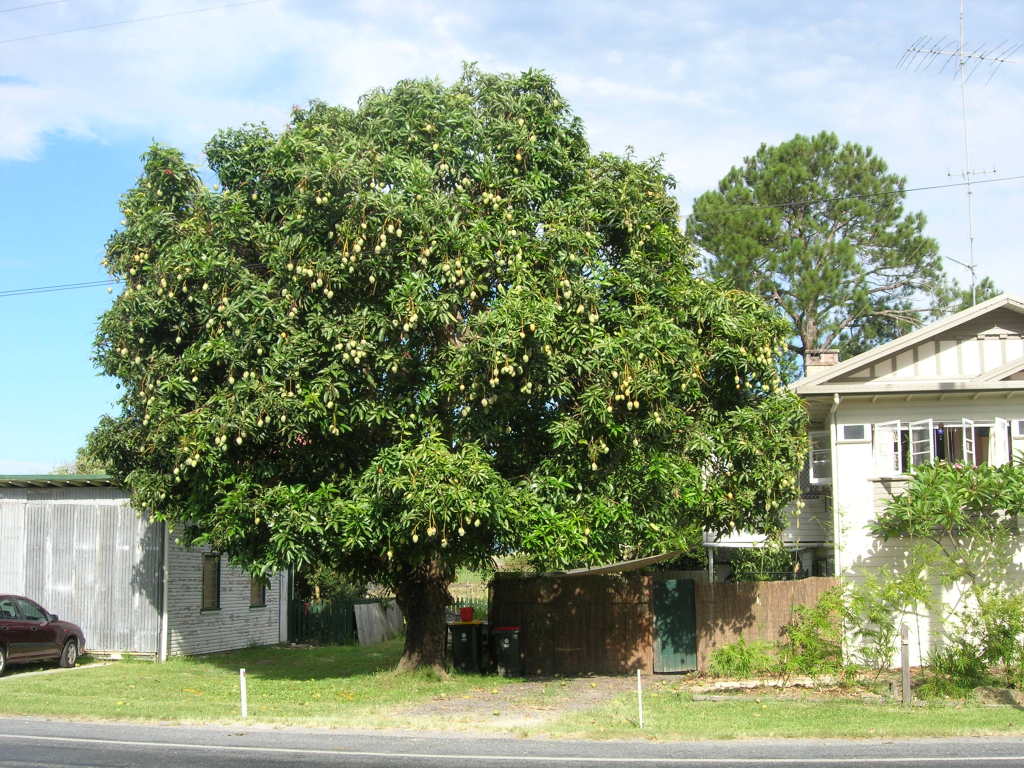 Scaled image 0711_mango_tree.jpg 