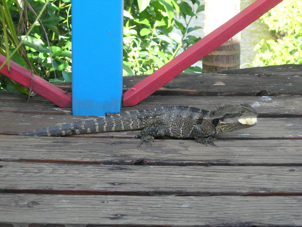 Scaled image 0716_water_dragon.jpg 