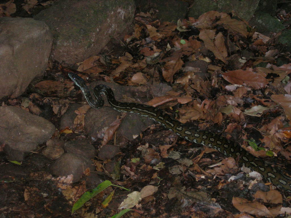 Scaled image 0737_snake.jpg 