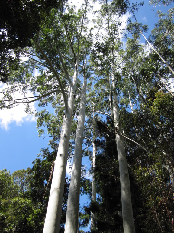 Scaled image 1175_rose_gum.jpg 