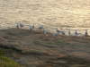 Thumbnail 0389_seagulls_at_bondi_beach.jpg 