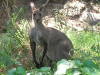 Thumbnail 0462_kangaroo.jpg 